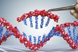 DNA, חלבון ומה שביניהם