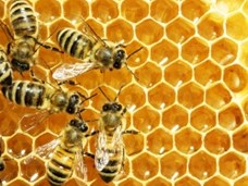 כיצד מכינות הדבורים דבש
