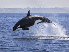 איך לוויתנים שינו את האקלים (כתוביות)