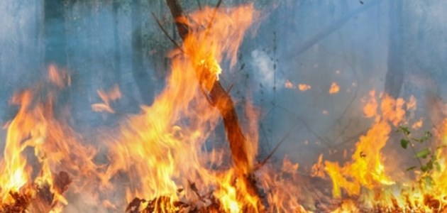 שריפות יער באמזונס