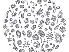 קריספר – בחיידקים ובמעבדה
