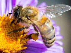 דבורים עוזרות לצמחים להתרבות