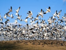 هجرة الطّيور وثائقيّ