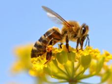 שוסטר ושוסטר: דבורים (עד  8.08 דק') 