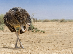 שמורת טבע חי בר יוטבתה