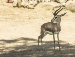 שמורת מצוק הצינים