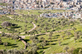 ירוק בעינים-טבע בעיר 