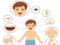 מתחת לעור: החושים (חלק א)