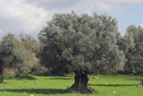 הר אודם, יער אודם