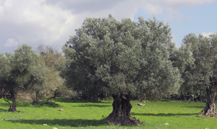 הר אודם, יער אודם