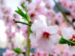 The First of Spring
