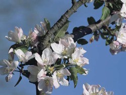 Vivaldi – Spring