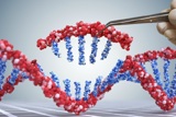DNA, חלבון ומה שביניהם