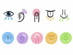 מתחת לעור – חמשת החושים 
