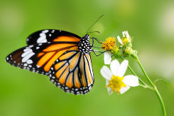 buterfly.jpg