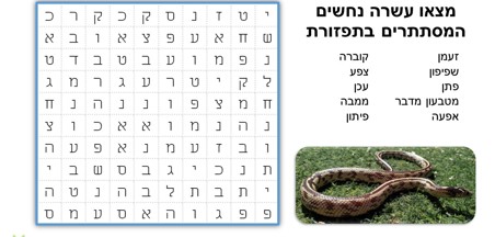 פעילות מלווה לשידור