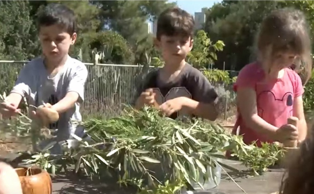 יצורים חיים – בעלי חיים וצמחים