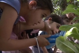 מחפשים חרקים בחצר הגן