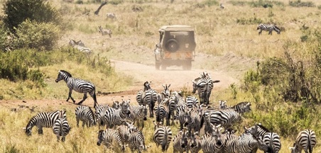 Safari Live