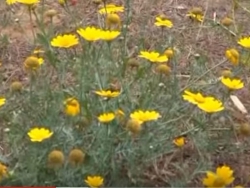 שדות ילדותנו