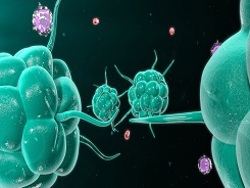 PCR ובדיקת נוגדנים לקורונה