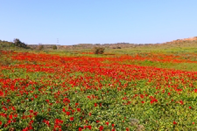מחוז דרום