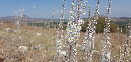 סתיו באמצע הקיץ? הֶחָצָב כבר פורח