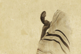 גאולה וימות המשיח