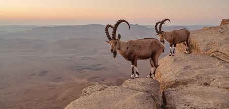 שִׂיא חדש במספר היעֵלִים באזור צפון מדבר יהודה