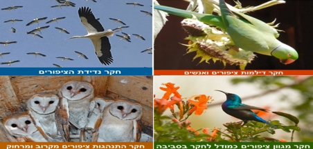 תוכנית חקר ציפורים