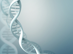 מ-DNA לחלבון פעיל