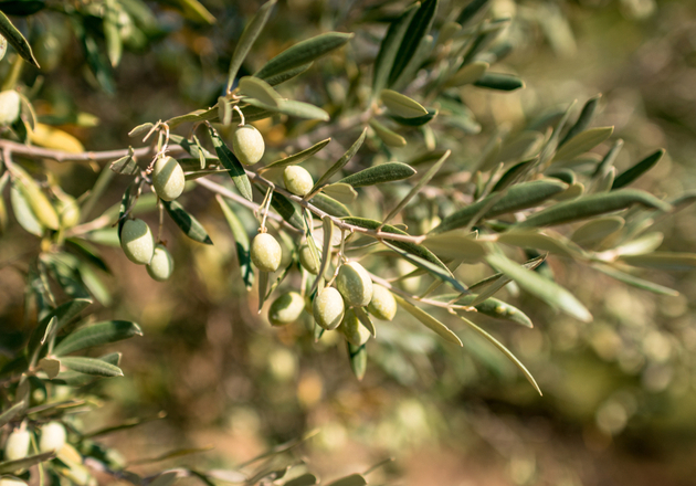 موسم قطف الزيتون (الرابع-التاسع)