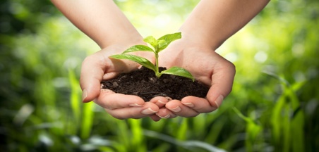 Trees - a Project for Tu B'Shvat