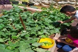 שילוב תזונה בתבונה