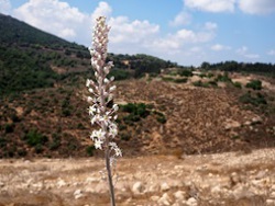 ט"ו בשבט בפילהרמונית הישראלית