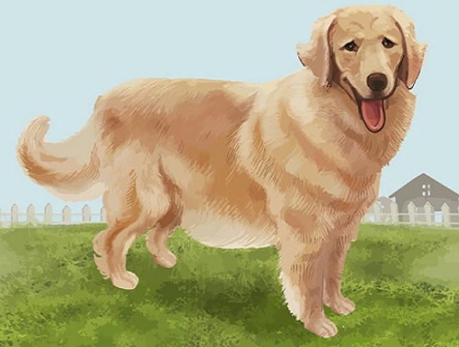 Dogs are more than pets