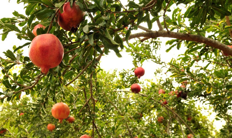 שמיטה – מי יודע?