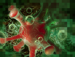  Prokaryotes, Eukaryotes