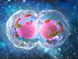 Plant vs. Animal Cell