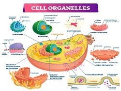 Organelles of the Cell 