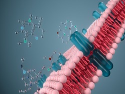 The Cell Membrane