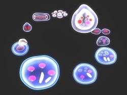 The Cell Cycle