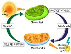 Cellular Respiration