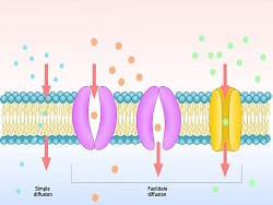 Cell Transport
