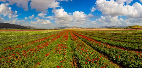 יִשְׂרָאֵל פּוֹרַחַת