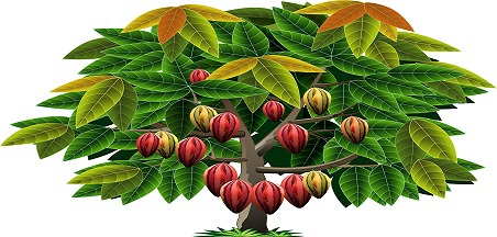 קָקָאוֹ כחול לבן