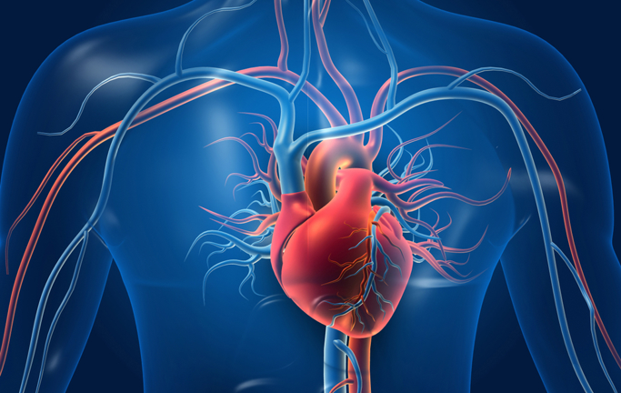 Cardiovascular System 