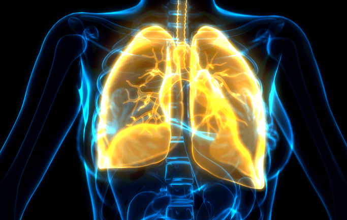 The Respiratory System
