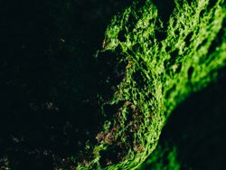 Plant Cell Structure