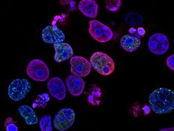 Animal Cell